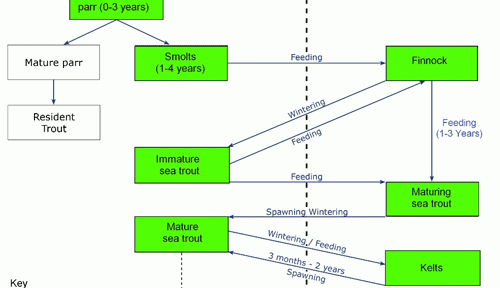 Generalised Life Cycle of Sea Trout