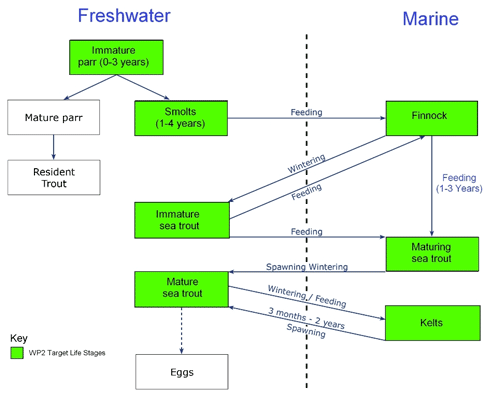 Generalised Life Cycle of Sea Trout 