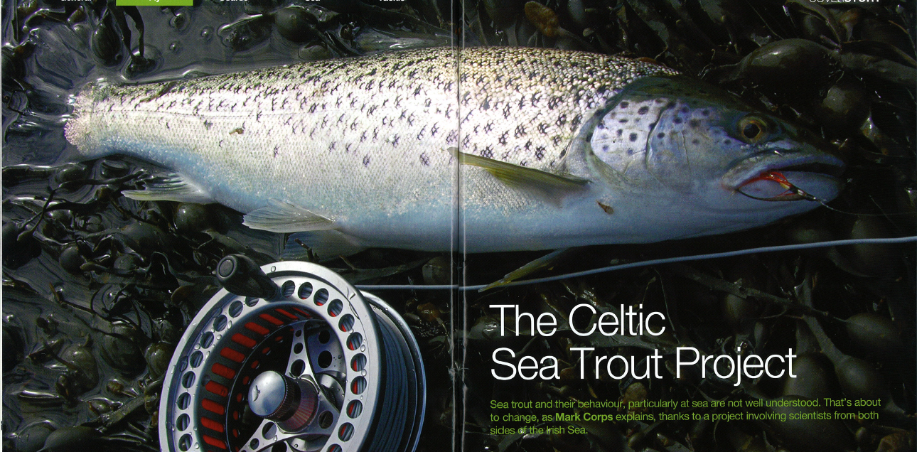 Sea trout on fly
