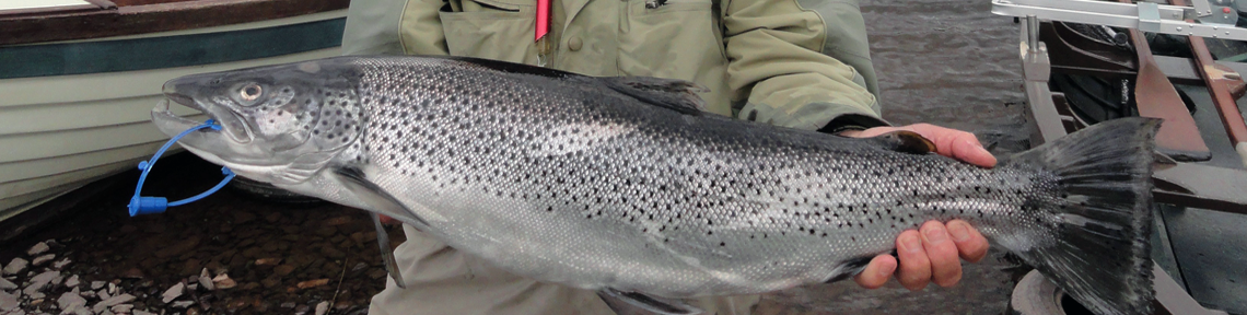 Dave Ecclestone Sea Trout catch (9lbs 2ozs)