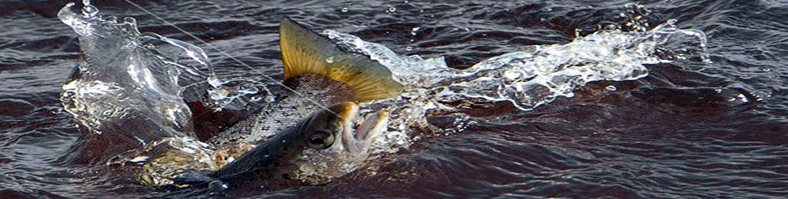 Erne Sea Trout