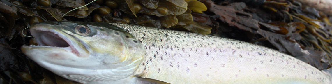 T Jackson Sea Trout Catch, June 11